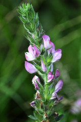 In the meadow blossoms ononis