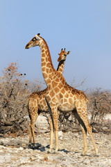 Zwei Giraffen im Etosha-Nationalpark, Namibia