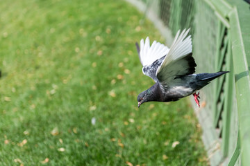 white dove flying in the park