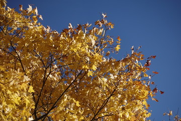 A yellow maple in the autumn park