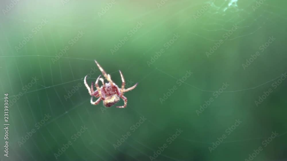 Wall mural slow motion of araneus diadematus weaving web. close-up cross spider on cobweb in the garden. making