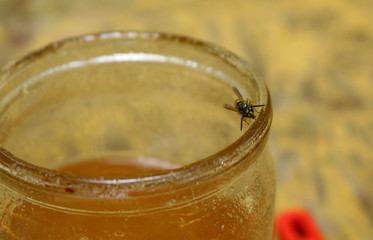 A bee sitting on a jar of honey