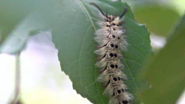 Close-up of a larva Trabala vishnou guttata on a green leaf of a forest tree. Beautiful caterpillar with long black hairs in wildlife at mountain Taiwan-Dan