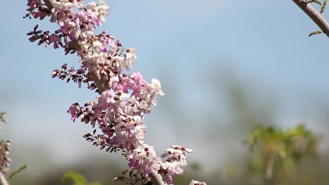 abejorro en flores hermosas