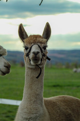 Obraz premium Alpaka