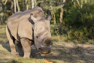 Fototapeta premium The last white rhino