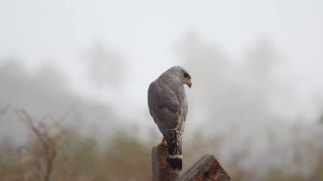 aguila posando