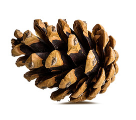 Brown pine cone on white background with clipping pass