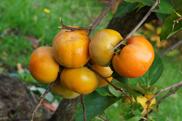 fruits of persimmon
