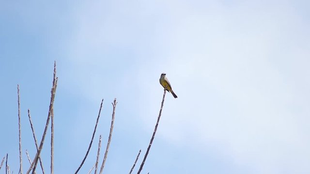pajaro amarillo en la rama de un arbol
