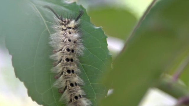 Close-up of a larva Trabala vishnou guttata on a green leaf of a forest tree. Beautiful caterpillar with long black hairs in wildlife at mountain Taiwan-Dan