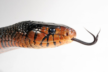 Fototapeta premium züngelnde Indigonatter (korale Drymarchon) - Indigo Snake