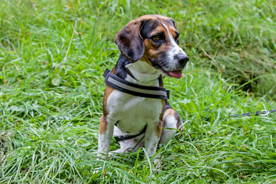 Beagle auf der Wiese