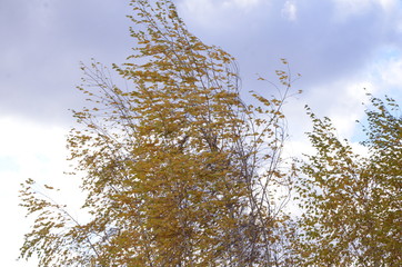 Birch trees with beautiful yellow leaves in the wind