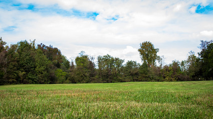 Fototapeta premium Trees and Clouds