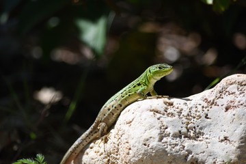 kroatische Eidechse