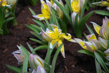 Wild tulip Tulipa tarda flowering in the field. Spring time in Netherlands.