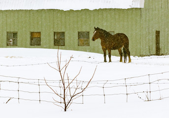 Horses outside in a snowy winter scene in rural Quebec, Canada.