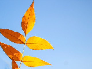 Autumn foliage in late autumn