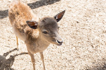 Little deer close-up at the zoo. Life in captivity.