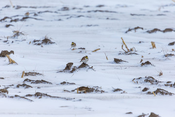 Horned larks feeding on seed in a snowy winter scene in rural Quebec, Canada