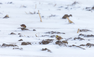 Horned larks feeding on seed in a snowy winter scene in rural Quebec, Canada