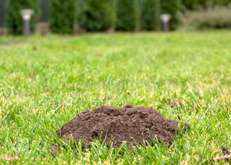 molehills on lawn made by moles population view on sunny day.