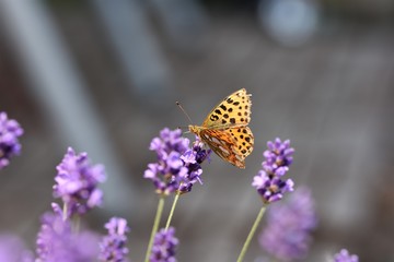 Schmetterling im Lavendel