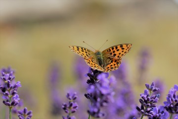 sonnender Schmetterling 