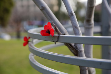 Poppies for Remembrance Day, Lest we forget. 