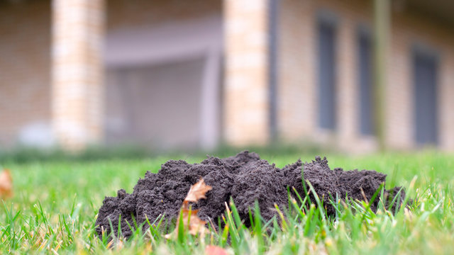 Molehills On Lawn Made By Moles Population View On Sunny Day.