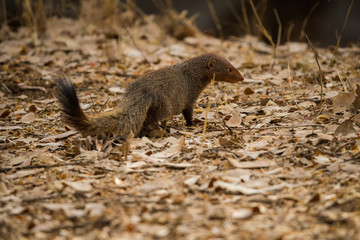 The Indian grey mongoose or common grey mongoose (Herpestes edwardsi) at Ranthambore Tiger Reserve, India