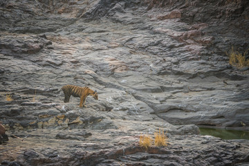 Rock climbing by a male tiger cub on mountain rocks with a different background at Ranthambore Tiger Reserve, India