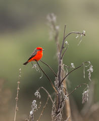 Vermillion flycatcher perched in a corn field, Queretaro Mexico.