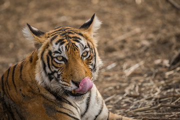 Fototapeta na wymiar A tigress grooming herself at Ranthambore Tiger Reserve, India