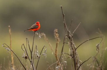 Vermillion flycatcher perched in a corn field, Queretaro Mexico.