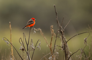 Vermillion flycatcher perched in a corn field, Queretaro Mexico.