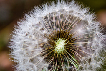 reifen L&ouml;wenzahnpflanze &bdquo;Pusteblume&ldquo;