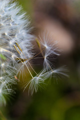 reifen Löwenzahnpflanze „Pusteblume“