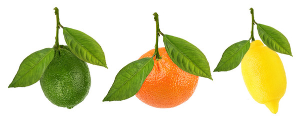 Collage of fresh citrus isolated on white background with clipping path