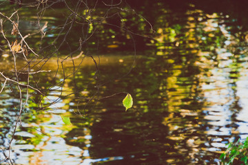 autumn city park in early autumn