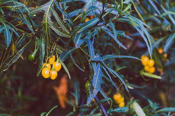 close-up of Bush Tomato plant shot at shallow depth of field