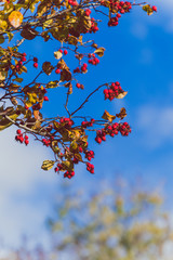 close-upof golden and orange toned leaves with red berries