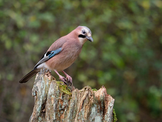 Jay, Garrulus glandarius