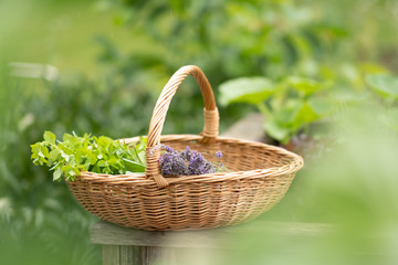 Fototapeta na wymiar Kräuter frisch gepflückt im Korb aus dem Kräutergarten zuhause