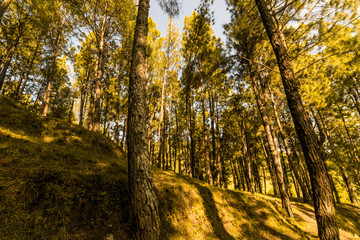 Pine Tree Forest in Bageshwar, Uttarakhand, India