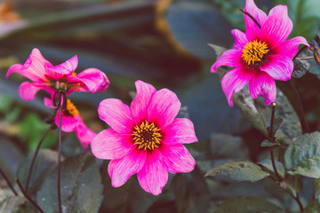 bush of pink and red cosmo daisy flowers