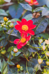 bush of pink and red cosmo daisy flowers