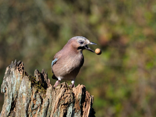 Jay, Garrulus glandarius