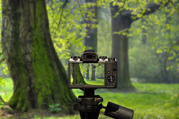 Fototapeta premium Camera and Lit by a spring forest park with green grass and large old trees